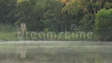 平静的早晨在湖边，水面上低垂的雾气