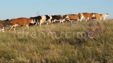 美丽的高山草地和奶牛。 蓝天上牧场上的牛。 奶牛在牧场上放牧. 奶业概念