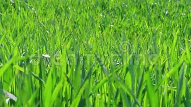 微风吹拂下的青草，麦田，草原