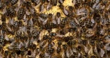 欧洲蜂蜜蜜蜂，意大利蜜蜂，野雷蜜蜂，阿尔维鲁斯蜜蜂，中间女王，诺曼底，实时4K