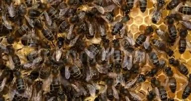 欧洲蜂蜜蜜蜂，意大利蜜蜂，野雷蜜蜂，阿尔维鲁斯蜜蜂，中间女王，诺曼底，实时4K