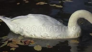 白天鹅在黄叶间的湖中游泳