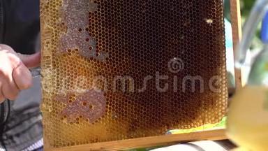 蜜蜂制造者或<strong>养蜂</strong>人在蜜蜂框架上工作。 清理蜂巢框架。