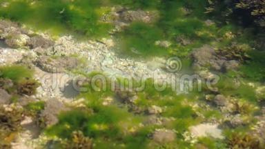透明海洋中沙质<strong>海底</strong>的绿色模糊海藻