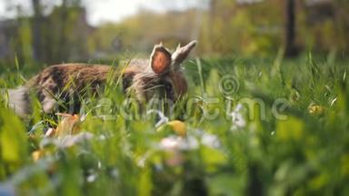 <strong>可爱</strong>的<strong>小兔子</strong>坐在复活节彩蛋附近的草地上，节日的象征