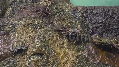 <strong>小螃蟹</strong>爬在潮湿的石头上