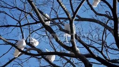 白色鸽子。 公园里美丽的白鸽