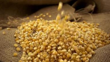 有机的、生的、干燥的玉米或玉米粒缓慢地落在麻袋上的玉米粒堆上