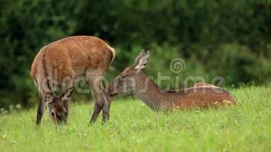 红<strong>鹿</strong>，，后<strong>鹿和小鹿</strong>在草地上放牧。