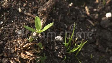土壤中的幼苗和草