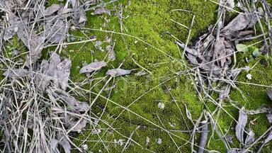 <strong>绿色</strong>的幼苔，在自然<strong>光线</strong>下，有老树叶和土壤上的小枝