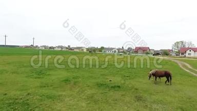 马和她的白驹过隙在草地上放牧，无人机视频