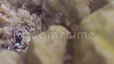 海葵在珊瑚礁和<strong>海草</strong>的水下视野中游泳。 特写情侣小丑鱼在海洋中游泳.. 野野野