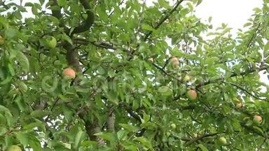 松科木本植物属.. 落叶松或落叶松树枝，有细腻的针状绿叶.. 红绿色苹果
