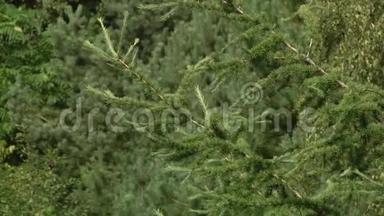 幼树枝条的俯视图.. 松枝带绿针.. 落叶乔木绿枝.. 落叶植物嫩枝和叶..