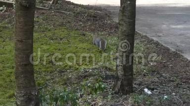 松鼠在院子周围的草坪上<strong>挖洞</strong>寻找食物