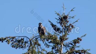 在华盛顿州，雄鹰坐在树顶