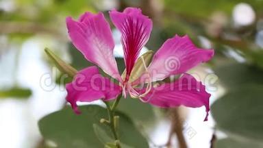 紫色<strong>紫荆花</strong>Aƒa€“Blakeana或香港兰花花在树上开花。