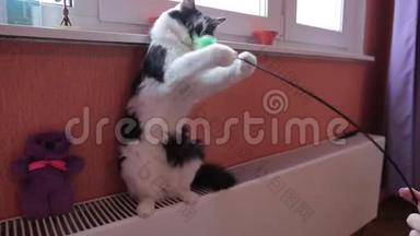 黑白可爱活动猫玩玩具.. 供暖系统