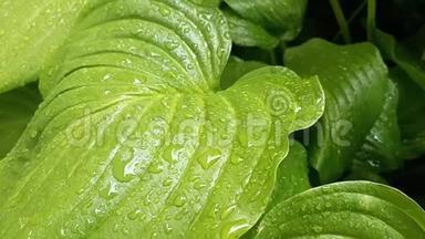 罕见的雨滴落在潮湿的绿叶上。 雨滴的湿叶子。 大自然的美丽，而夏天的雨天。