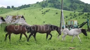 马在一个村庄的夏季野外放牧。 慢动作