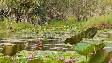 湖上的鸭子和睡莲，在阴郁的水中的粉红色莲花，反映了鸟类。 野生<strong>候鸟</strong>。 异国情调