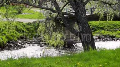 柳树弯曲的树枝在靠近公园脚桥的河流上