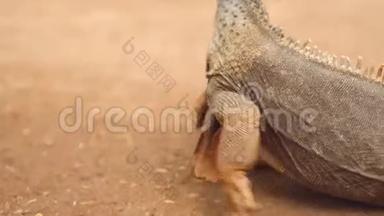 橘色的鬣蜥走过沙漠景观.. 后景拍摄后的电影。