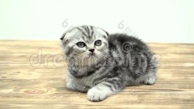 折叠幼儿小猫苏格兰折叠是玩抬头。 白色背景