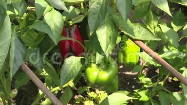 红铃椒生长在<strong>花园</strong>里。 成熟的和未成熟的胡椒在<strong>花园</strong>的灌木上生长。 家庭胡椒<strong>花园</strong>，红辣椒和