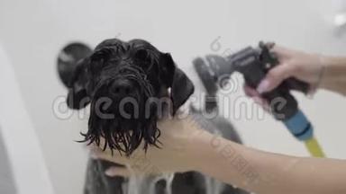 浴室里<strong>可爱</strong>的狗。 洗衣服的狗。 女孩在浴室里给<strong>可爱</strong>的宠物洗澡。 湿<strong>可爱</strong>狗的肖像。