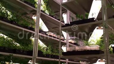 温室有几个架子，上面装满了种植的幼苗。 植物生长
