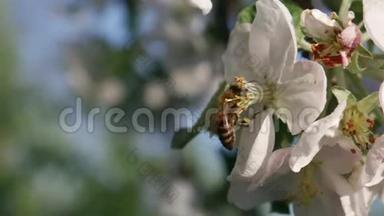 蜜蜂收集<strong>苹果</strong>花上的<strong>蜂蜜</strong>