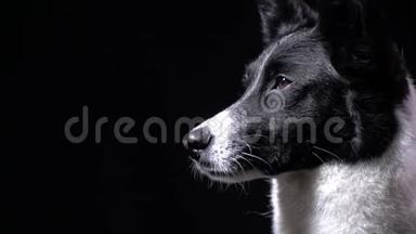 漂亮的狗，白色和黑色的短毛在舔，黑色的背景