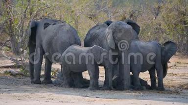 博茨瓦纳奥卡万戈三角洲莫雷米狩猎保护区的大象牧民