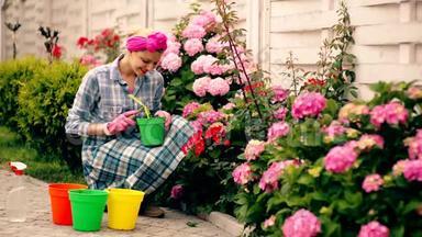 微笑的女人在粉<strong>红色</strong>绣球花的背景下在<strong>花盆</strong>里挖花。种花的概念。女人关心