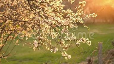 春天开花的梅花树干。 夕阳西下，阳光温暖，景深浅