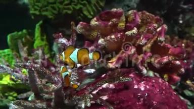 小丑鱼在珊瑚之间游泳。 海洋生物