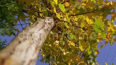 在阳光明媚的秋天，蓝蓝无边的天空背景下的一棵美丽的<strong>黄绿</strong>色树