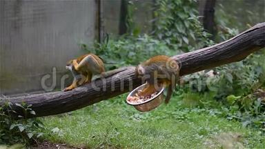 小猴子拉丁名Saimirisciureus正在木树干上吃饭.. 生活在南美洲地区的可爱猴子