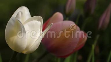 白色和紫色的郁金香和未发现的花芽。