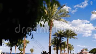 阳光透过棕榈叶照射，蓝天在炎热的国家阳光明媚的日子里，奇异的树木，棕榈树映衬着蓝天