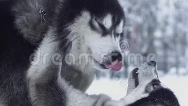 在嬉戏的斗争过程中，一个西伯利亚哈士奇在冬季雪林的背景下战胜了另一个。 狗狗