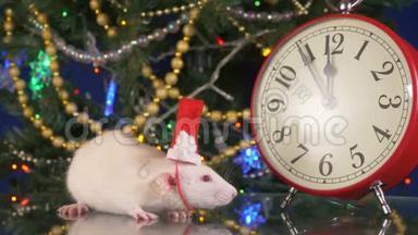 戴着圣诞帽的<strong>小白鼠</strong>，靠近圣诞树背景上的时钟。 5分钟`河<strong>鼠</strong>新