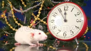 圣诞树背景上的时钟附近的小白鼠。 五分钟到河鼠`新年。 文号