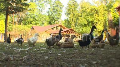 家禽养殖场的鸭子故事。