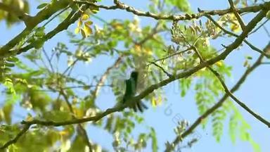 翡翠蜂鸟在树上<strong>飞来</strong>飞去，在花的附近