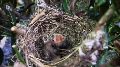 在泰国的一个花园里，一只刚出生的麻雀小鸟张开嘴巴，等待在它的巢中觅食。
