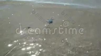 沙滩上带小螃蟹的贝壳在海浪中流失