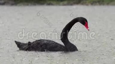 黑天鹅在大雨中在湖上游泳。 巨蟹座